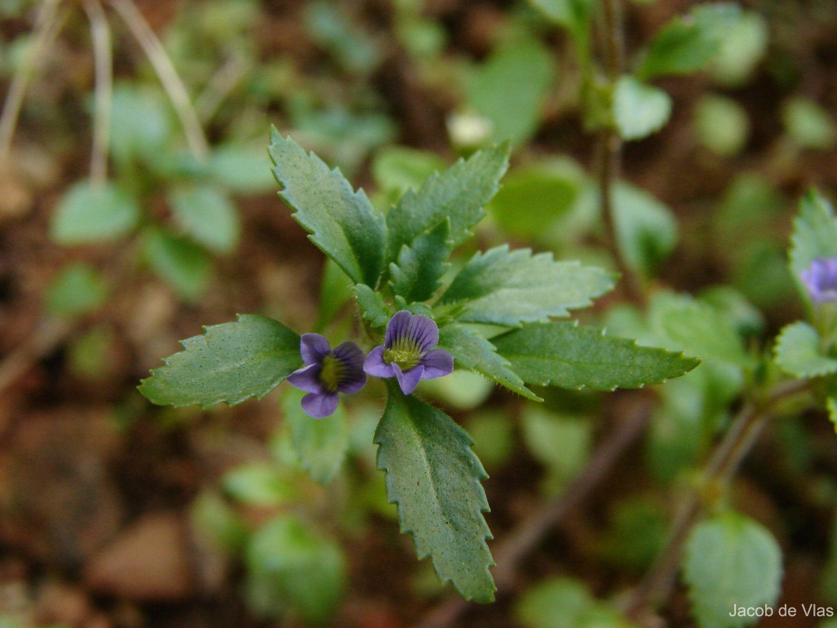 Stemodia verticillata (Mill.) Hassl.